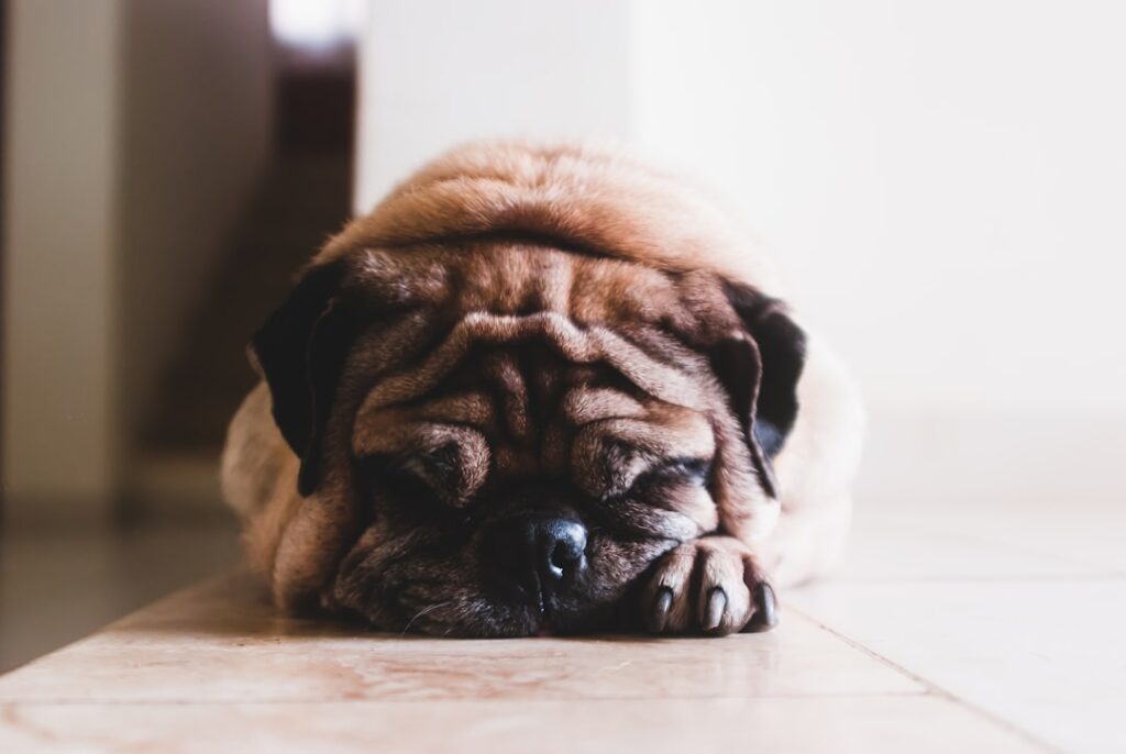 Photo Dog chewing